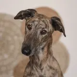 Adopta a Pinillo