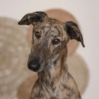 Pinillo