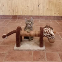 Adopta a Bee