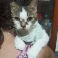 Adopta a Kensy