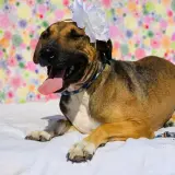 Adopta a Arya