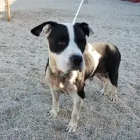 Adopta a Nissa
