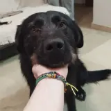 Adopta a Blacky