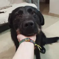 Adopta a Blacky