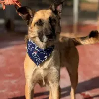 Adopta a Danko