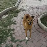 Adopta a Chica