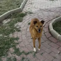 Adopta a Chica