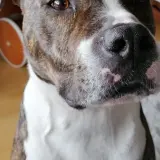 Adopta a Chester