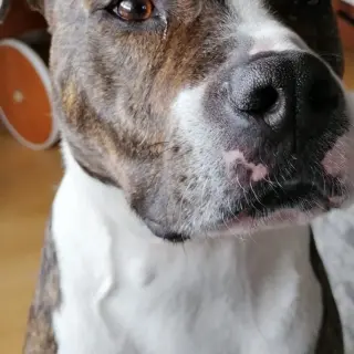 Chester