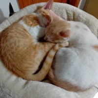 Adopta a Vampi Y Tina