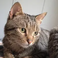 Adopta a Obélix