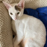 Adopta a Brochi