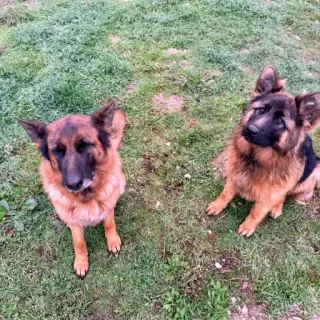 Reina Y Pataki