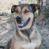 Adopta a Ariel