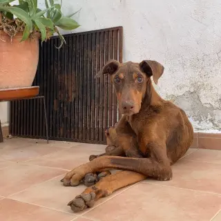 Cacao