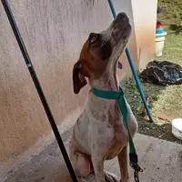 Adopta a Max