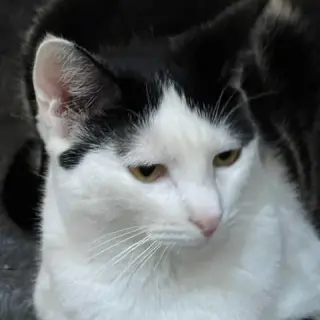 Puca