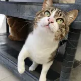 Adopta a Ariadna