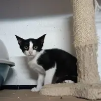 Adopta a Bic