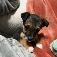 Adopta a Sierra, Cachorra Mini, Tlf 645978718