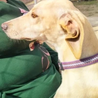 Adopta a Canela