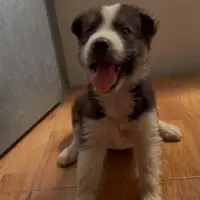 Adopta a Cachorros