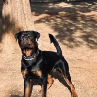 Adopta a Tyson
