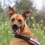 Adopta a Abbot