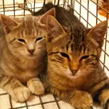 Adopta a Gatitos