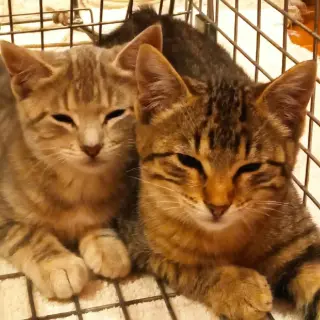 Gatitos