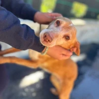 Adopta a Diva, Perrita Adulta