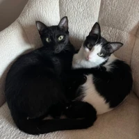 Adopta a Paris/ Tokyo