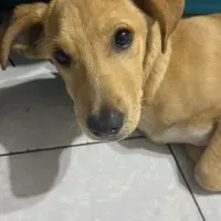Adopta a Chester
