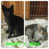 Adopta a Pocket Y Book