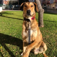 Adopta a Athos