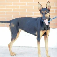 Adopta a Nala