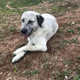 Max