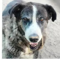 Adopta a Monea