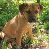 Adopta a Kira