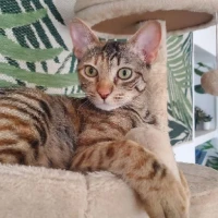 Adopta a Kido