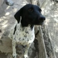 Adopta a Pecos