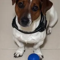 Adopta a Rush
