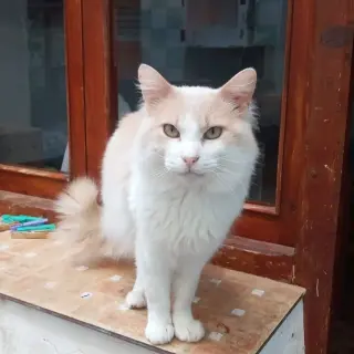 Elvis