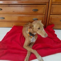 Adopta a Sharon , Precioso Perrita Tlf 645978718