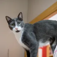 Adopta a Orión