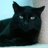 Adopta a Bagheera