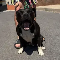 Adopta a Saskia
