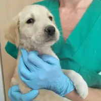 Adopta a Camada Caballar