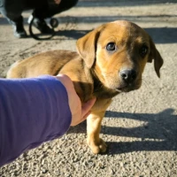 Adopta a Cachorro Cruzado Teckel