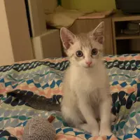Adopta a Nala
